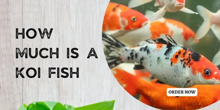 How Much Is A Koi Fish